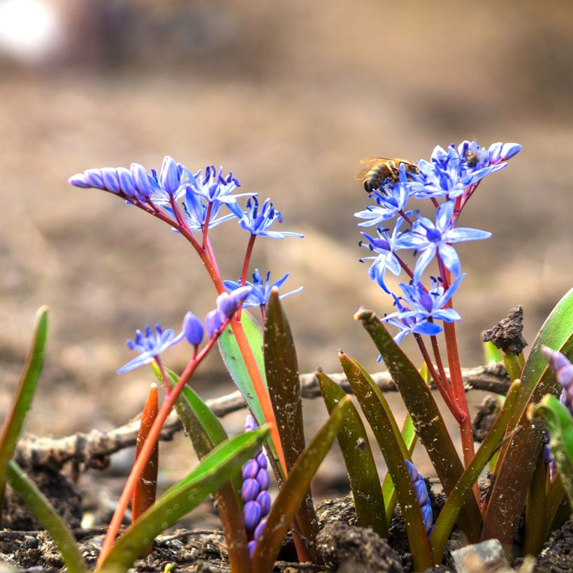 Scilla bifolia - Vroege sterhyacint (Groeiplaats)
