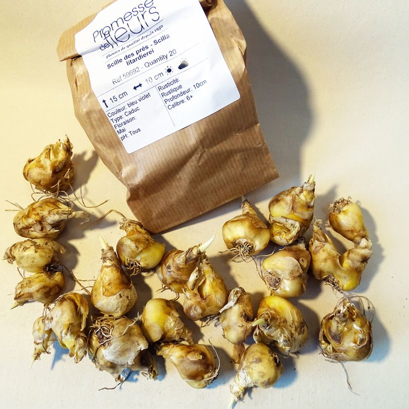 Voorbeeld van een exemplaar van Scilla litardierei - Vroege sterhyacint Bol kaliber 6+ zoals geleverd