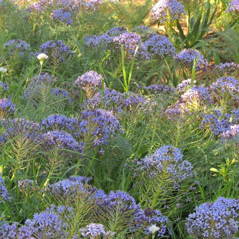 Scilla peruviana (Groeiplaats)