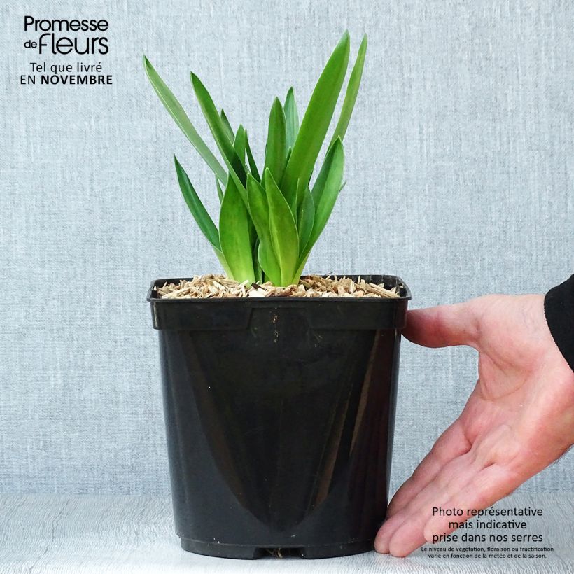 Exemplaar van Scilla peruviana Pot van 2 l/3 l zoals geleverd in de herfst