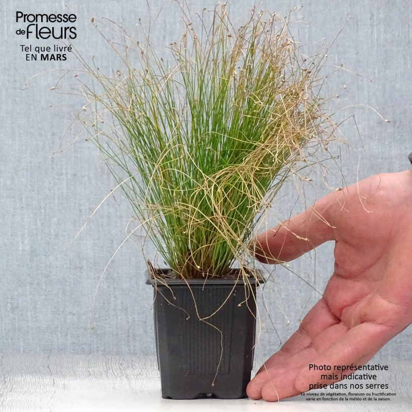 Example of Scirpus cernuus - Naaldgras Kweekpotje van 7/8 cm as you get in printemps