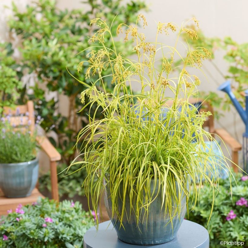 Scirpus pendulus Stars and Strips (Groeiplaats)