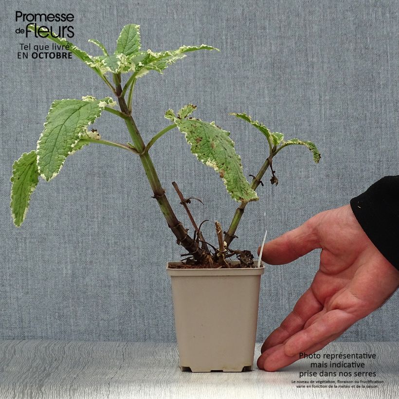 Exemplaar van Scrophularia auriculata Variegata - Geoord helmkruid Kweekpotje van 8/9 cm zoals geleverd in de herfst