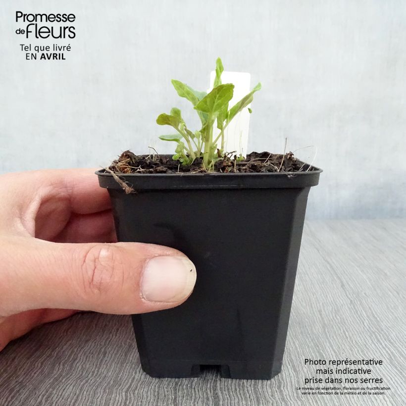 Exemplaar van Scutellaria incana - Glidkruid Kweekpotje van 8/9 cm zoals geleverd in de lente