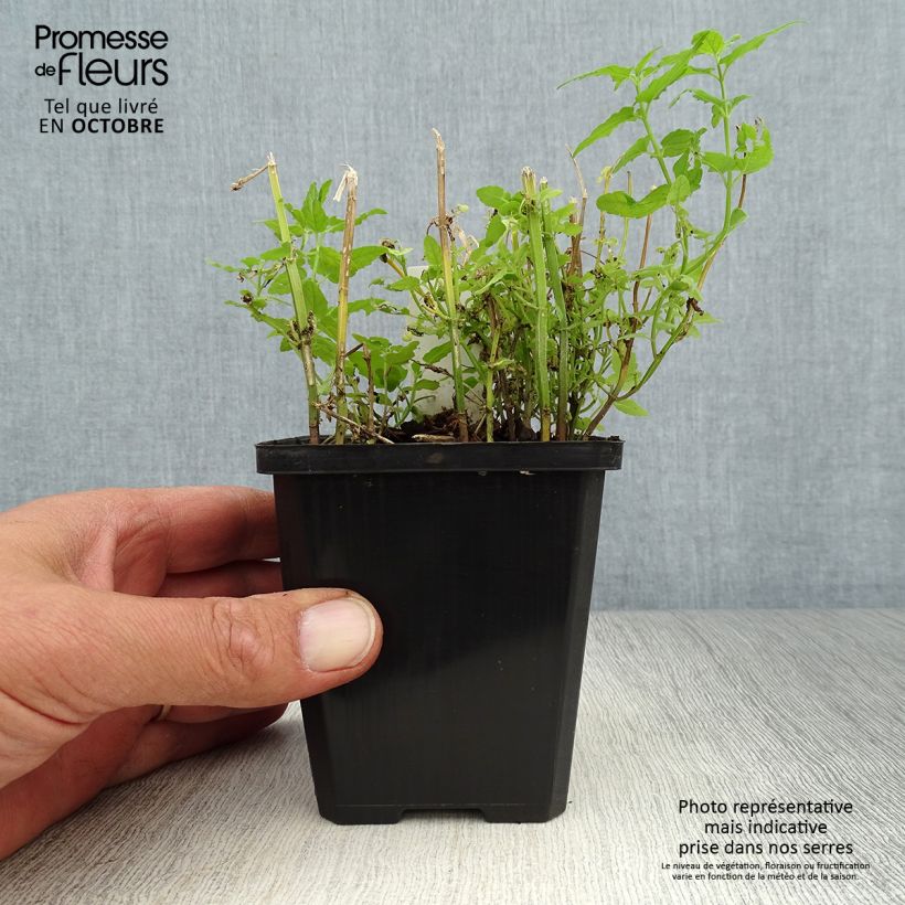 Exemplaar van Scutellaria scordiifolia - Glidkruid Kweekpotje van 8/9 cm zoals geleverd in de herfst