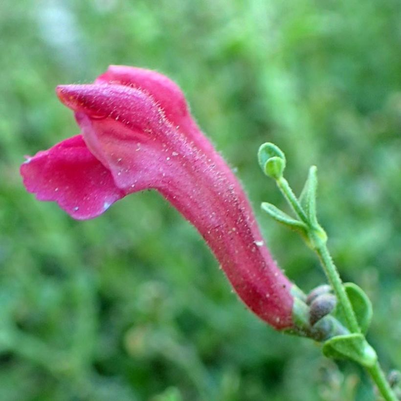 Scutellaria suffrutescens (Bloei)