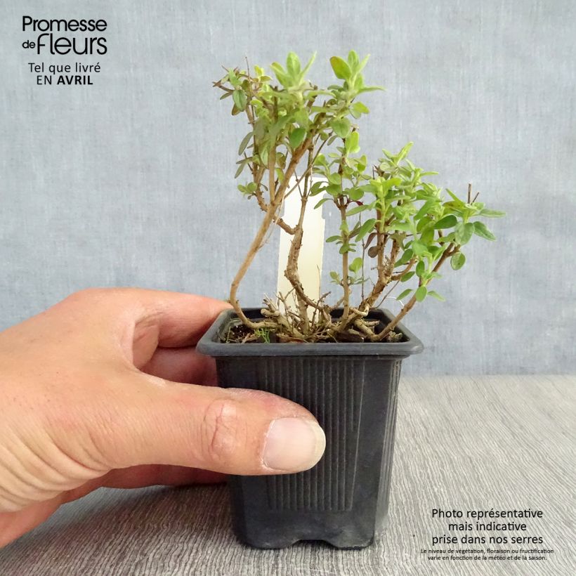 Exemplaar van Scutellaria suffrutescens Kweekpotje van 8/9 cm zoals geleverd in de lente