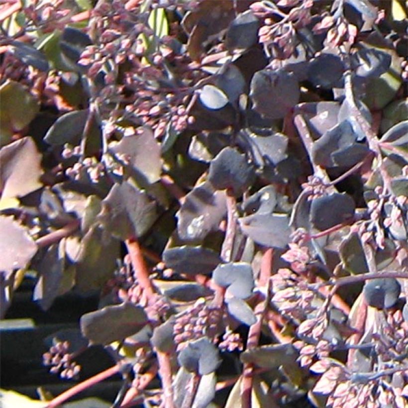 Sedum Bertram Anderson - Hemelsleutel (Foliage)
