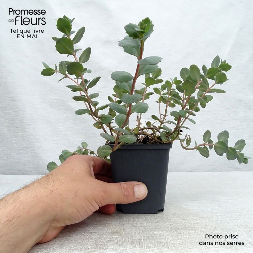 Example of Sedum Bertram Anderson - Hemelsleutel Kweekpotje van 8/9 cm as you get in printemps