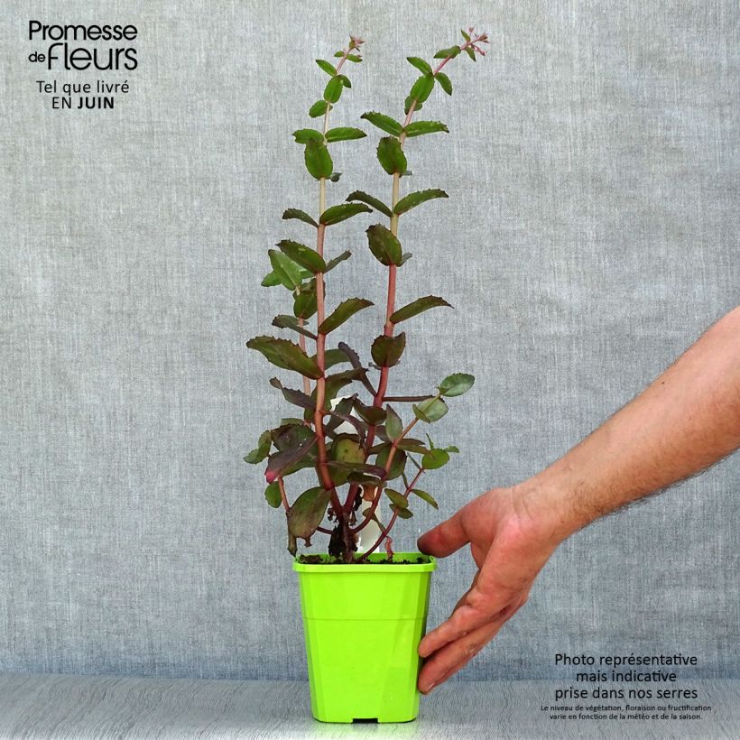 Exemplaar van Sedum Black Knight Pot van 1 l/1,5 l zoals geleverd in de zomer