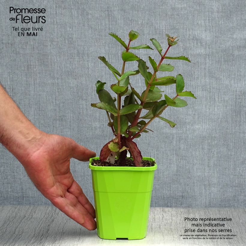 Exemplaar van Sedum Black Knight Pot van 1 l/1,5 l zoals geleverd in de lente