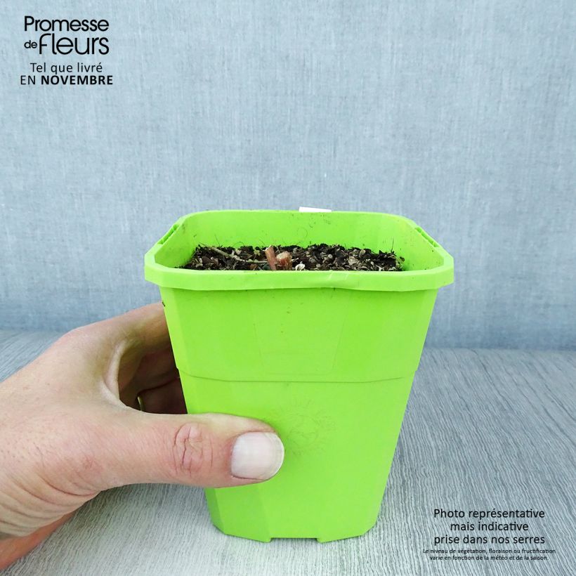 Exemplaar van Sedum Black Knight Pot van 1 l/1,5 l zoals geleverd in de herfst