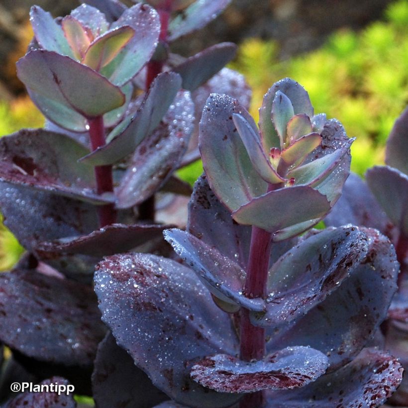 Sedum Sunsparkler Blue Pearl - Hemelsleutel (Blad)