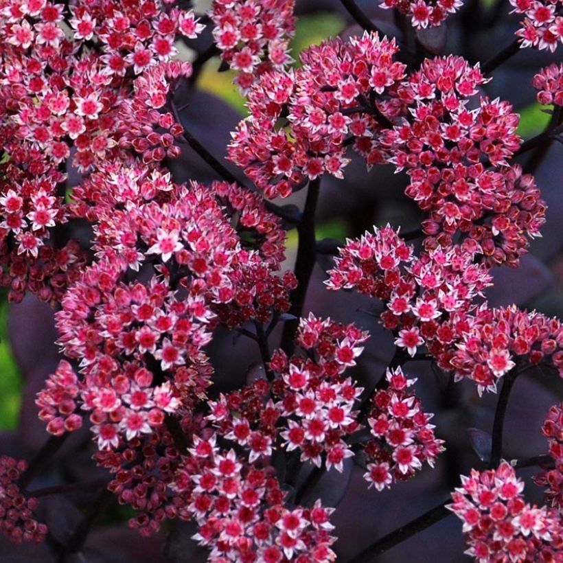 Sedum Sunsparkler Blue Pearl - Hemelsleutel (Bloei)