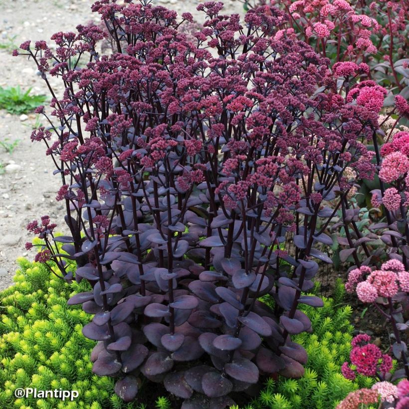 Sedum Sunsparkler Blue Pearl - Hemelsleutel (Groeiplaats)