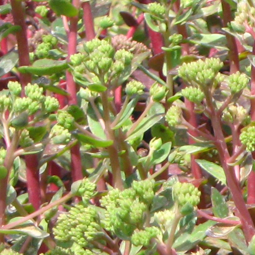 Sedum spectabile Carl - Hemelsleutel (Blad)