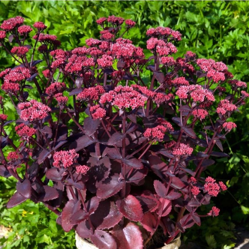 Sedum telephium Chocolate Cherry - Hemelsleutel (Groeiplaats)