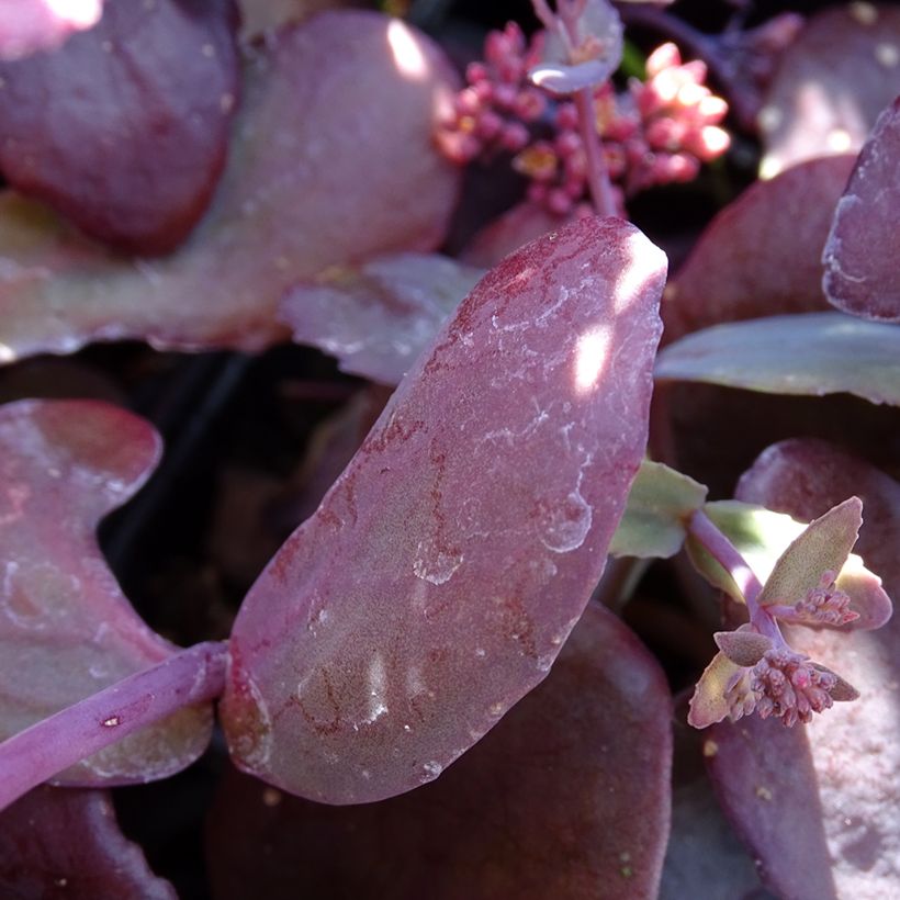 Sedum telephium Chocolate Cherry - Hemelsleutel (Blad)