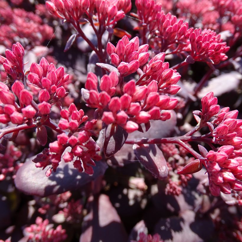 Sedum telephium Chocolate Cherry - Hemelsleutel (Bloei)