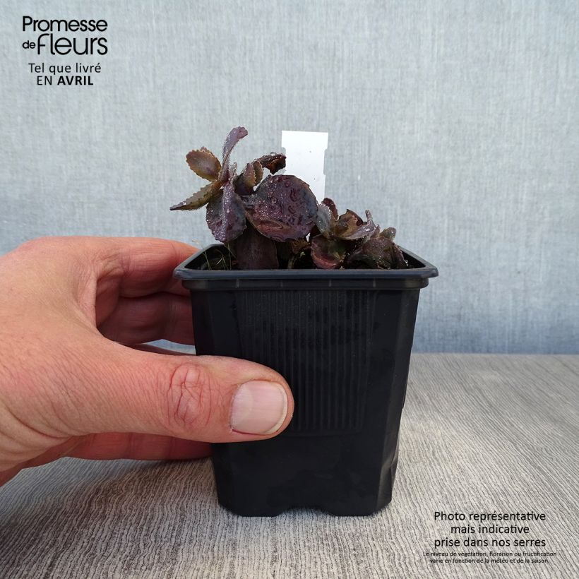 Exemplaar van Sedum telephium Chocolate Cherry - Hemelsleutel Kweekpotje van 8/9 cm zoals geleverd in de lente