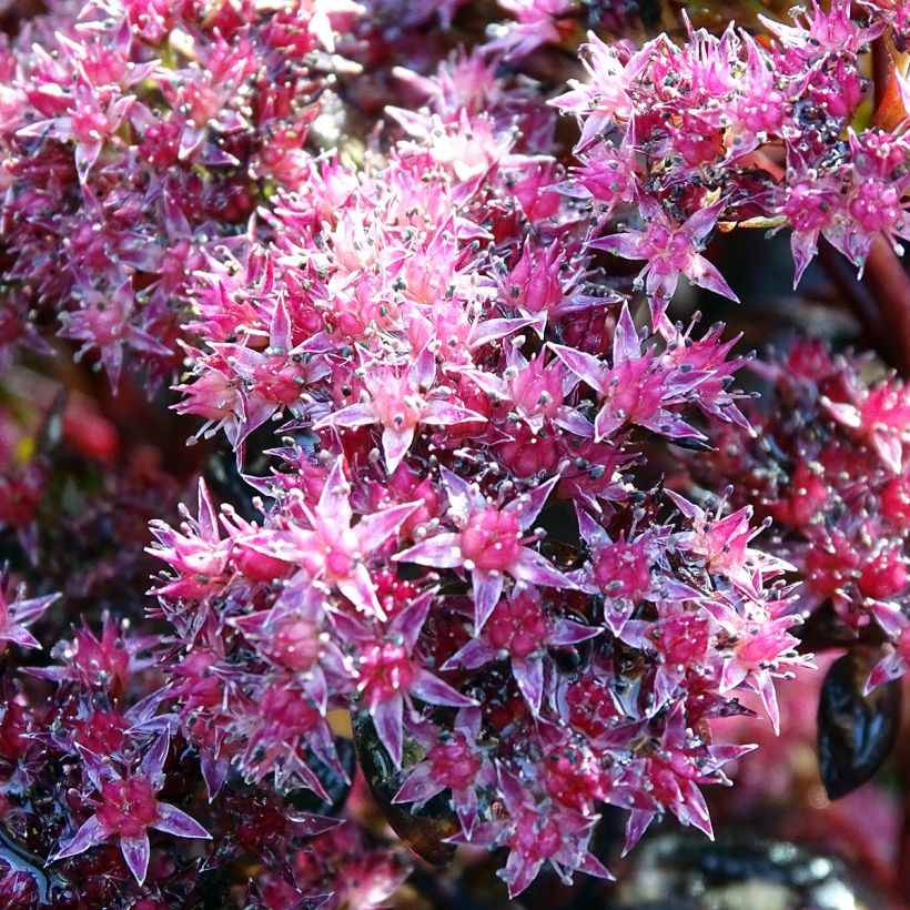 Sedum Chocolate - Hemelsleutel (Bloei)