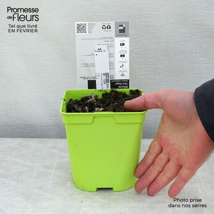 Exemplaar van Sedum Dark Magic - Hemelsleutel Pot van 2 l/3 l zoals geleverd in de winter
