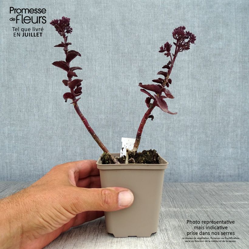 Exemplaar van Sedum Dark Magic - Hemelsleutel Kweekpotje van 8/9 cm zoals geleverd in de zomer