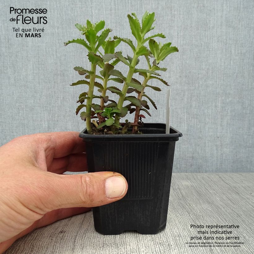 Exemplaar van Sedum telephium Double Martini - Hemelsleutel Kweekpotje van 8/9 cm zoals geleverd in de lente