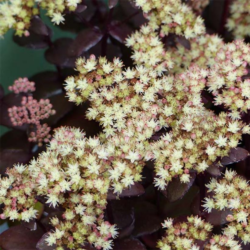 Sedum Eline - Hemelsleutel (Bloei)