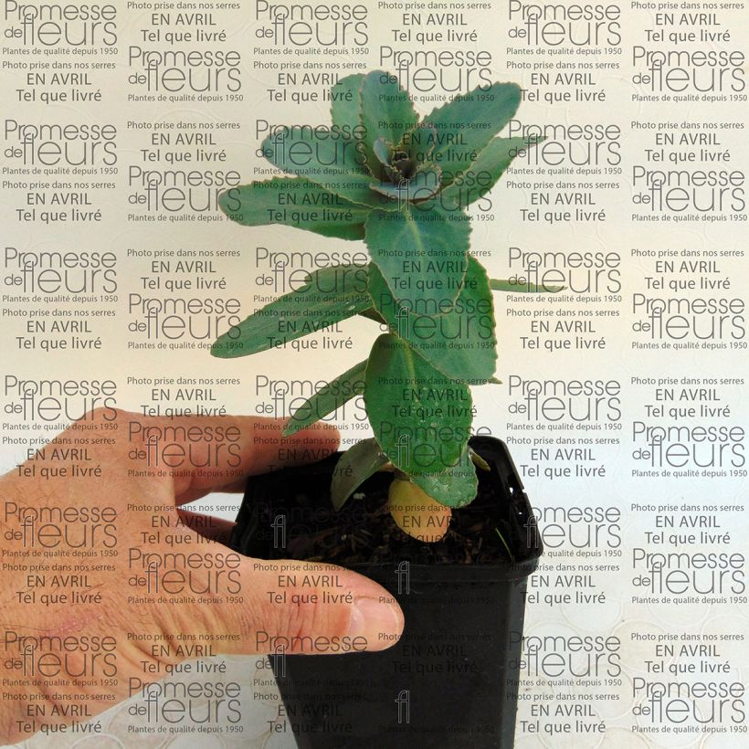 Voorbeeld van een exemplaar van Sedum Eline - Hemelsleutel Kweekpotje van 8/9 cm zoals geleverd