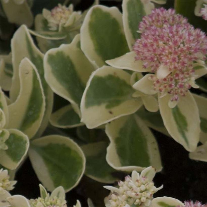 Sedum spectabile Frosted Fire - Hemelsleutel (Blad)