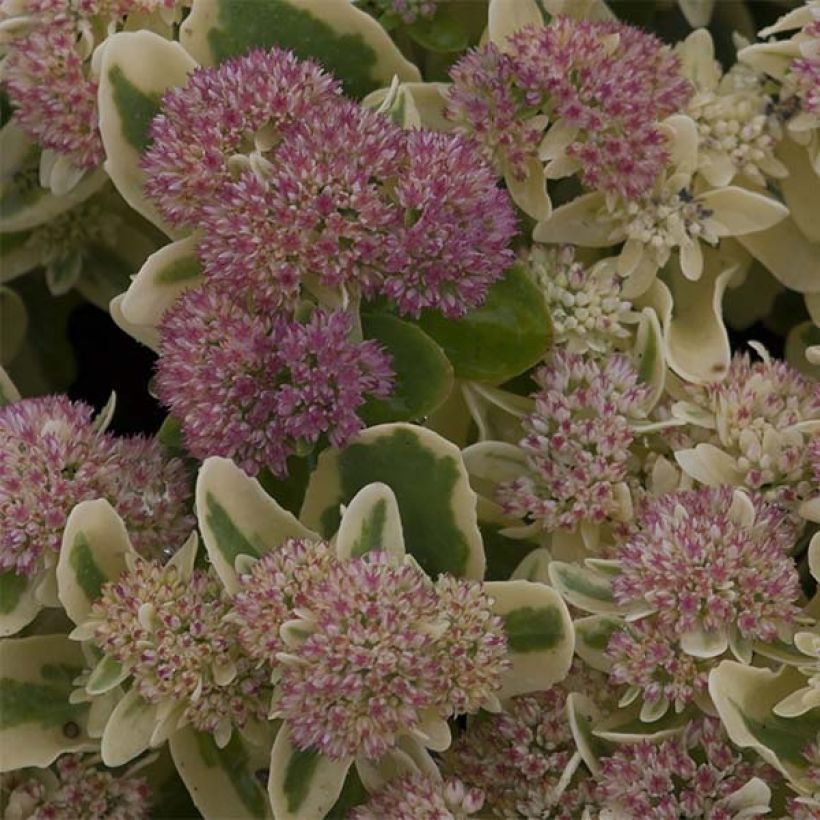 Sedum spectabile Frosted Fire - Hemelsleutel (Bloei)