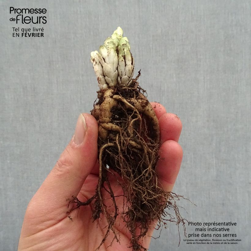 Exemplaar van Sedum spectabile Frosted Fire - Hemelsleutel Naakte wortel zoals geleverd in de winter
