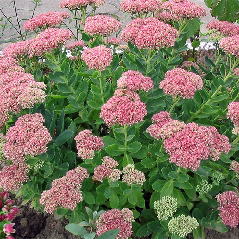 Sedum Herbstfreude - Hemelsleutel (Groeiplaats)
