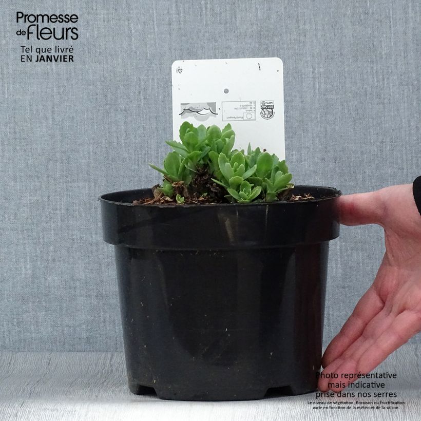 Exemplaar van Sedum Herbstfreude - Hemelsleutel Pot van 3 l/4 l zoals geleverd in de winter
