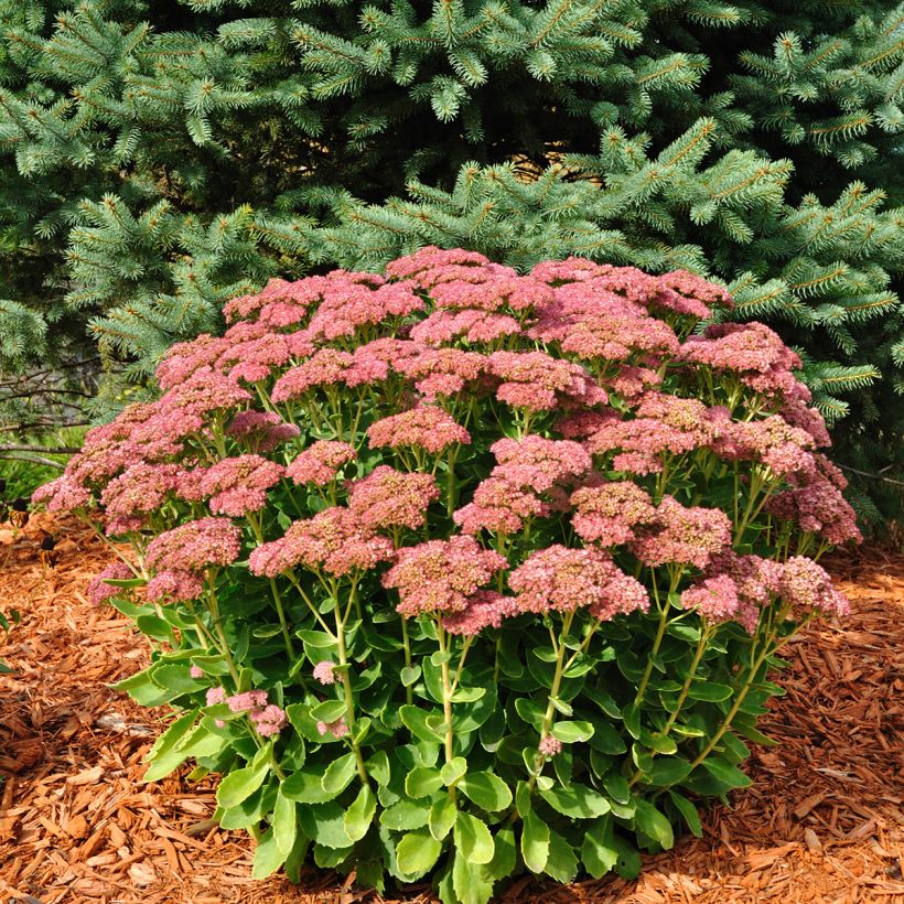 Sedum Herbstfreude - Hemelsleutel (Groeiplaats)