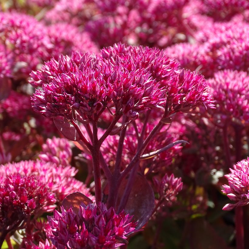 Sedum telephium Thunderhead - Hemelsleutel (Bloei)