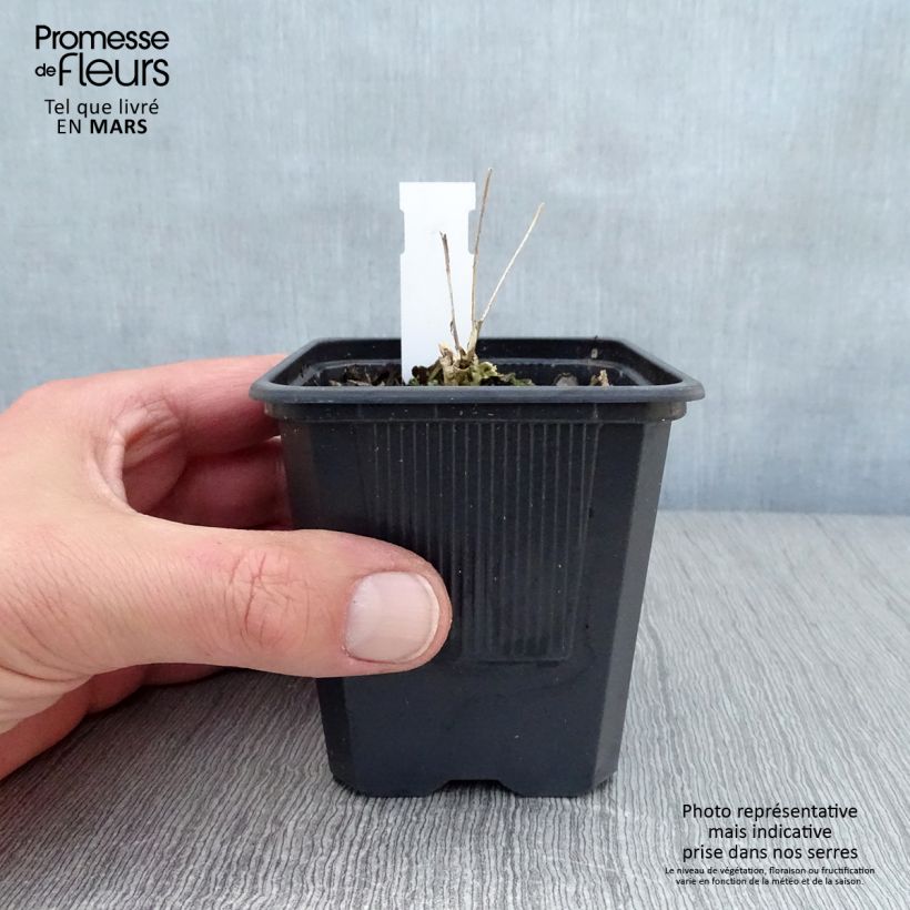 Example of Sedum telephium Thunderhead - Hemelsleutel Kweekpotje van 8/9 cm as you get in printemps