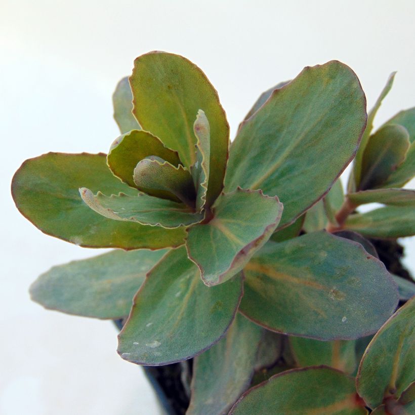 Sedum Jose Aubergine - Hemelsleutel (Blad)