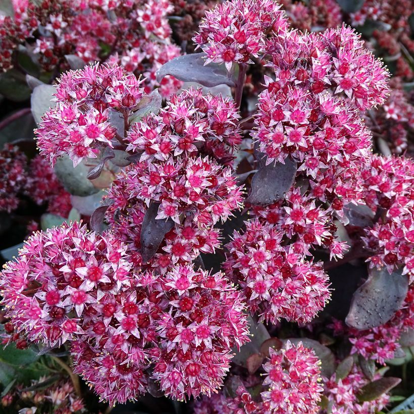 Sedum Jose Aubergine - Hemelsleutel (Bloei)