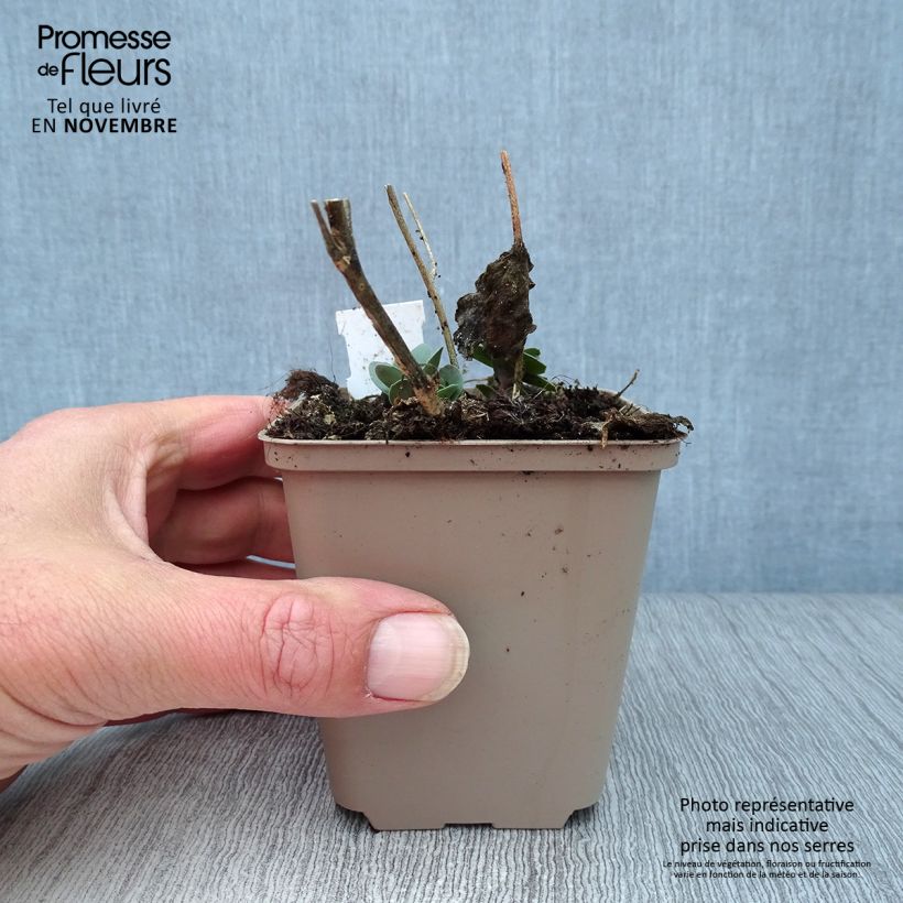 Exemplaar van Sedum Jose Aubergine - Hemelsleutel Kweekpotje van 8/9 cm zoals geleverd in de herfst