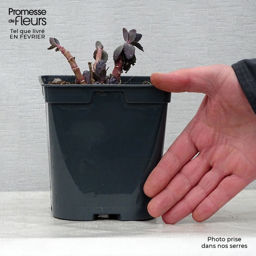 Exemplaar van Sedum Jose Aubergine - Hemelsleutel Pot van 2 l/3 l zoals geleverd in de winter