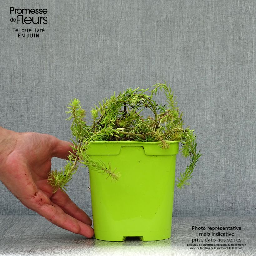 Exemplaar van Sedum Lemon Ball - Hemelsleutel Pot van 2 l/3 l zoals geleverd in de zomer