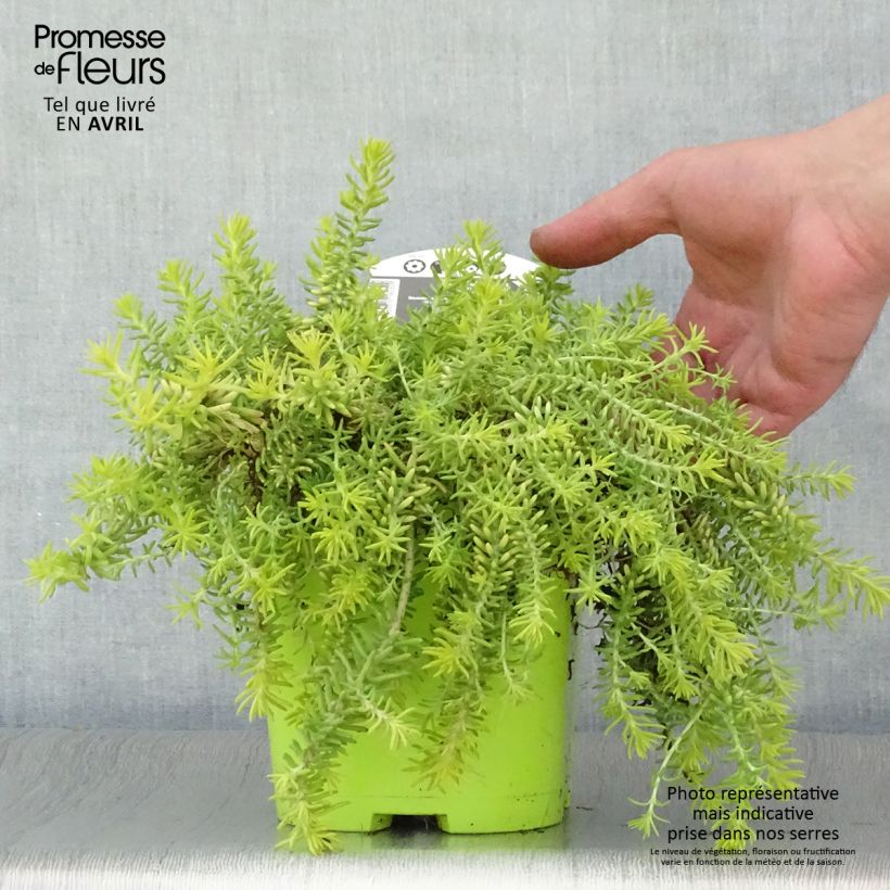 Exemplaar van Sedum Lemon Ball - Hemelsleutel Pot van 2 l/3 l zoals geleverd in de lente