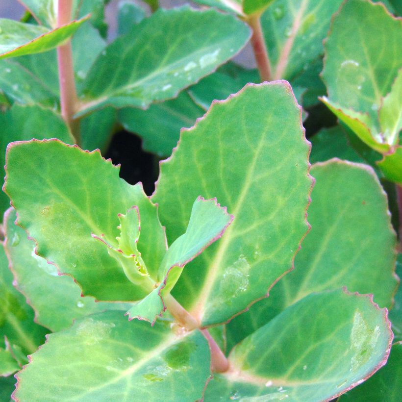 Sedum Matrona - Hemelsleutel (Blad)