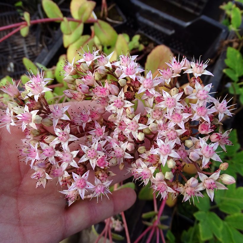 Sedum Matrona - Hemelsleutel (Bloei)