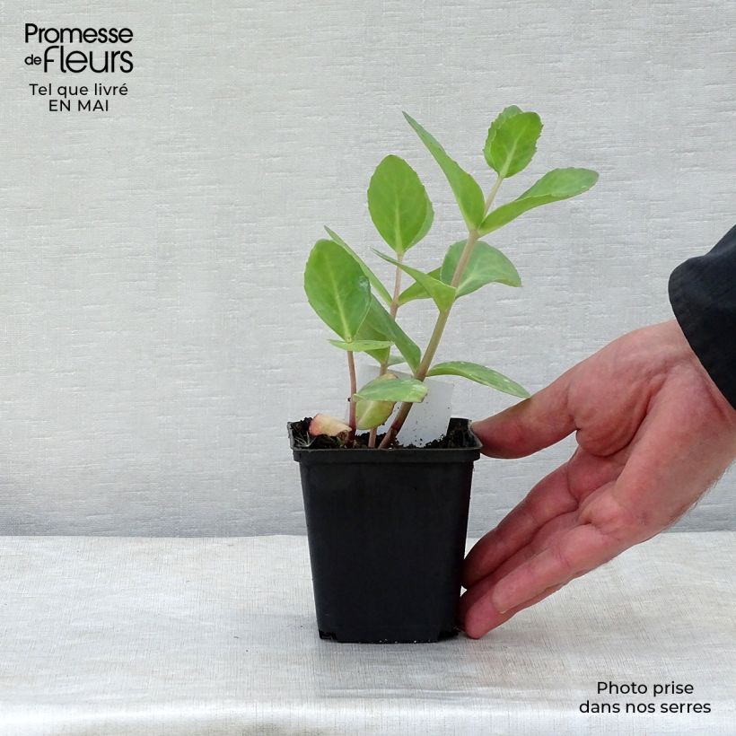 Exemplaar van Sedum Matrona - Hemelsleutel Kweekpotje van 8/9 cm zoals geleverd in de lente