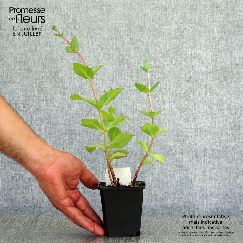 Exemplaar van Sedum Matrona - Hemelsleutel Kweekpotje van 8/9 cm zoals geleverd in de zomer