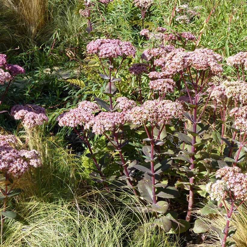 Sedum Matrona - Hemelsleutel (Groeiplaats)