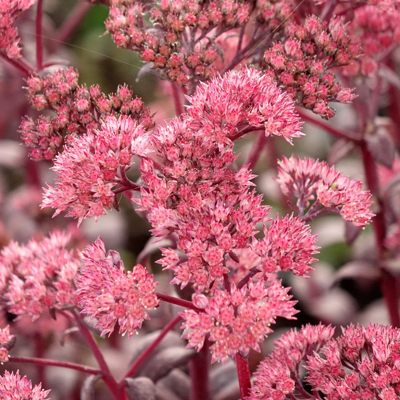 Sedum Mojave Jewels Diamond - Hemelsleutel (Bloei)